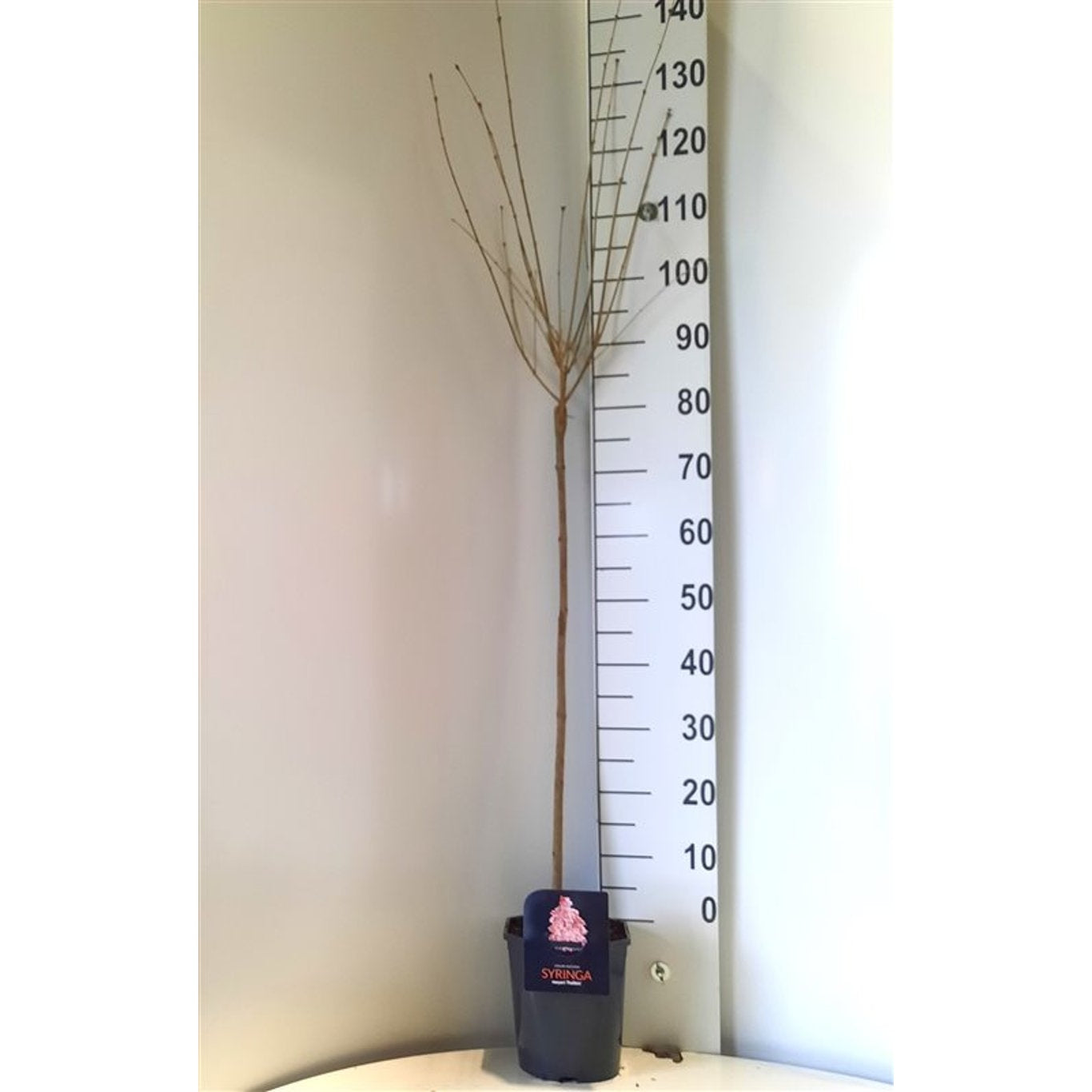 Syren – Syringa meyeri 'Palibin' - 80 CM Stem C5