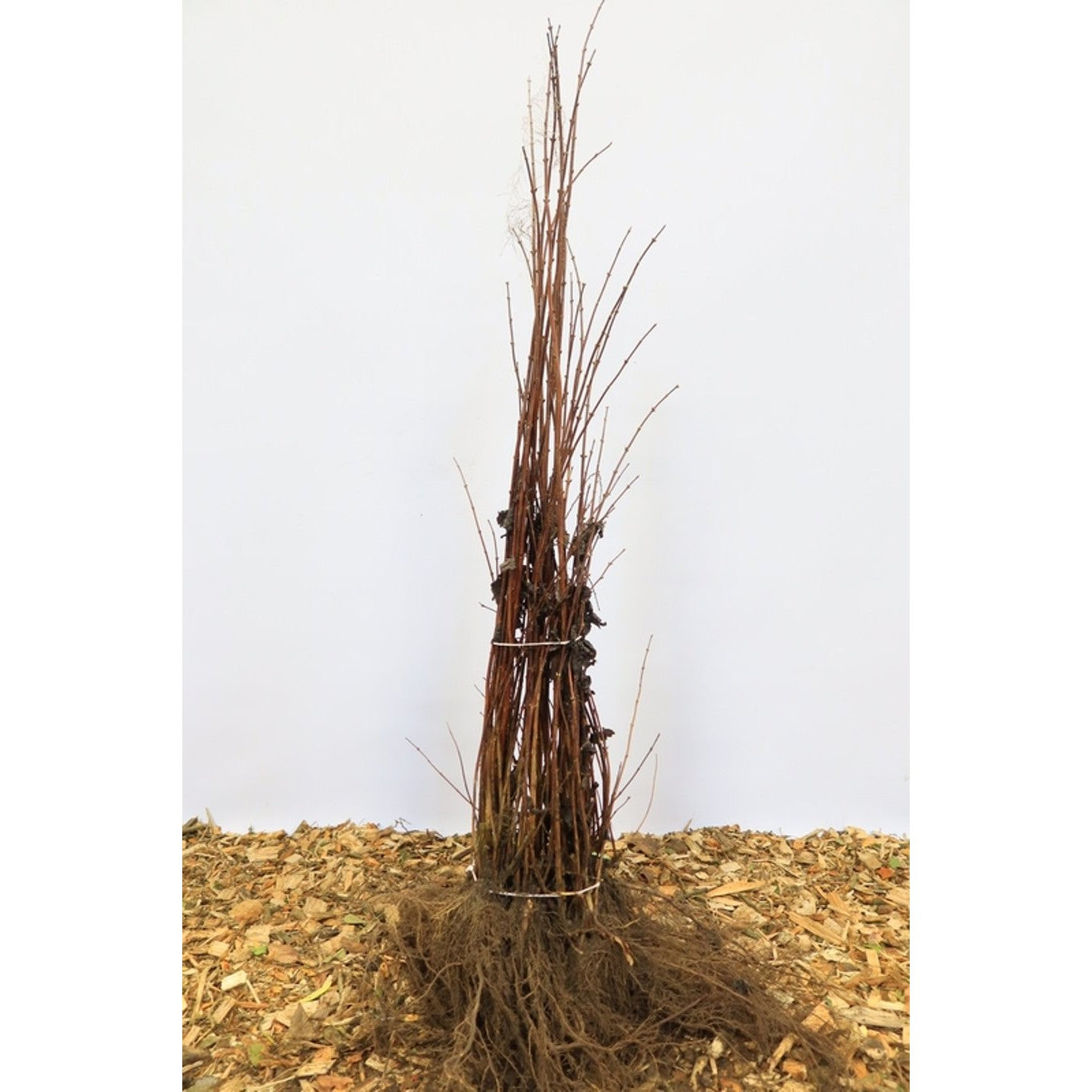 Slånspirea – Deutzia magnifica 'Erecta' - 60-100 CM bare root 0/2   3-4 branche