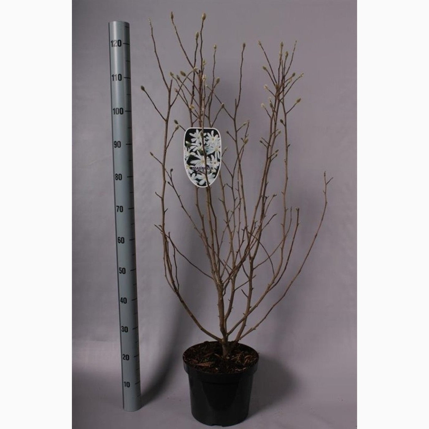 Stjärnmagnolia – Magnolia stellata - C7.5 60-80 CM