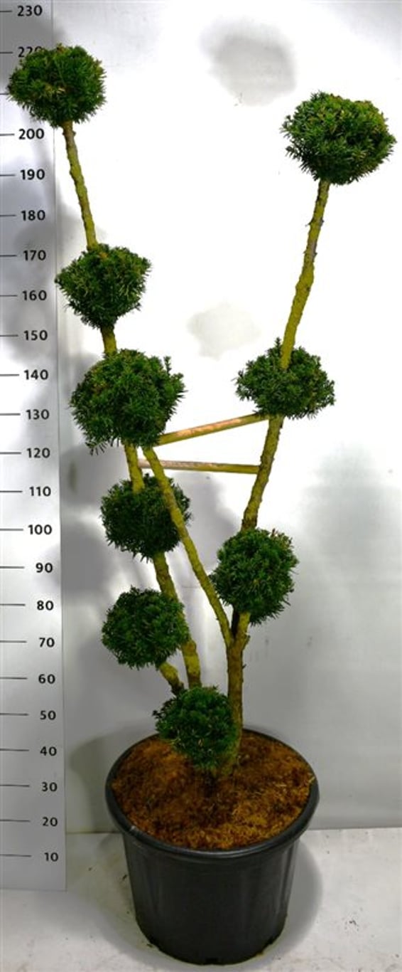 Hybrididegran – Taxus media 'Hillii' - C65 150-175 cm. Bonsai