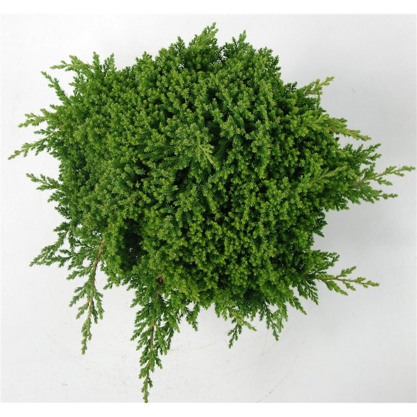 Japansk trädgårds-en – Juniperus procumbens 'Nana' - C5 30-40 cm.