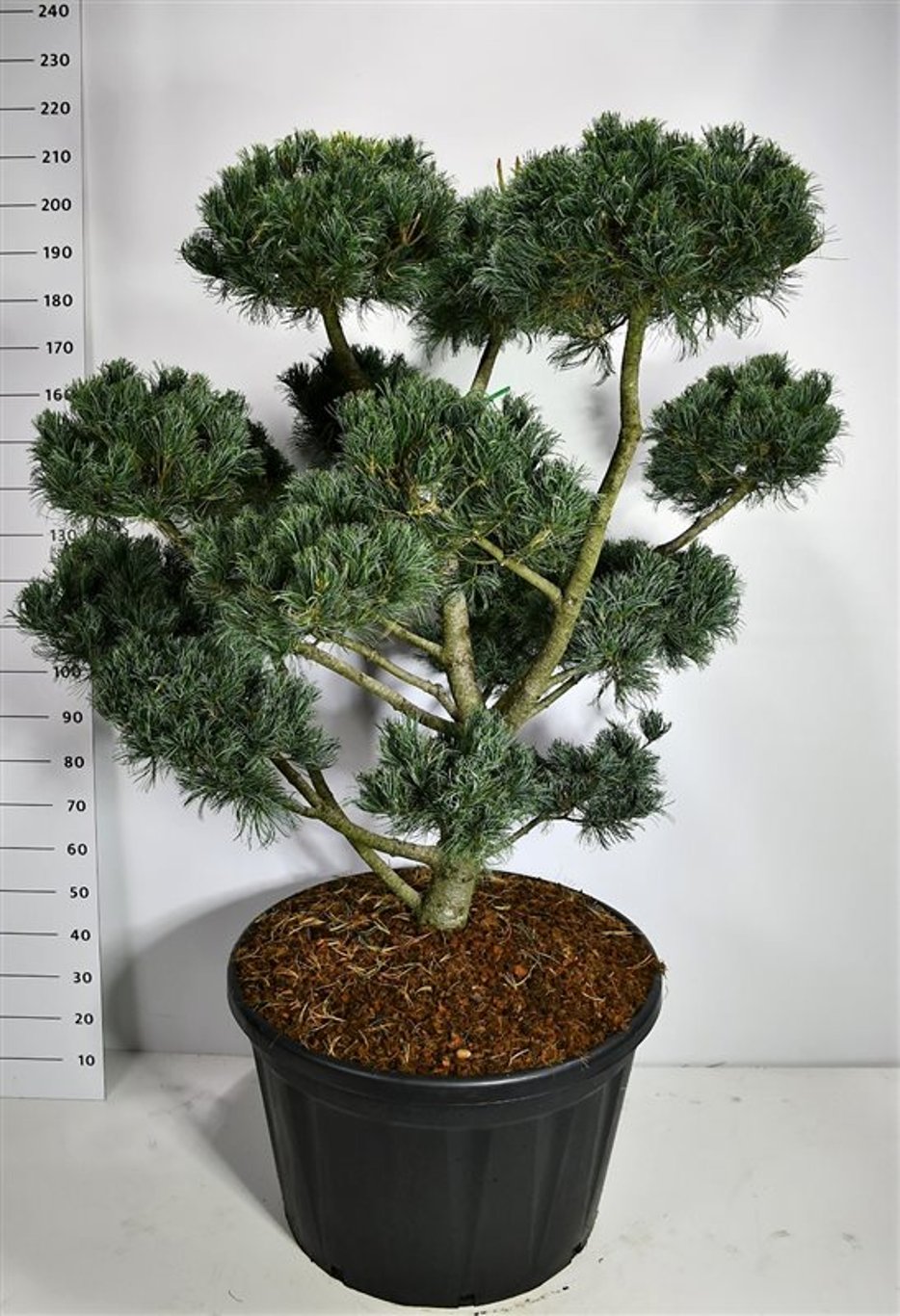 Japansk vit­tall – Pinus parviflora &