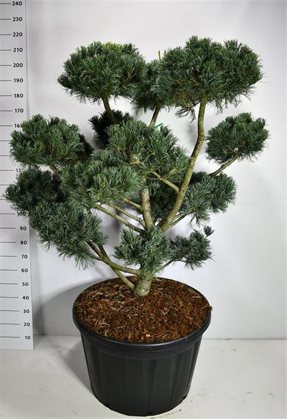 Japansk vit­tall – Pinus parviflora &