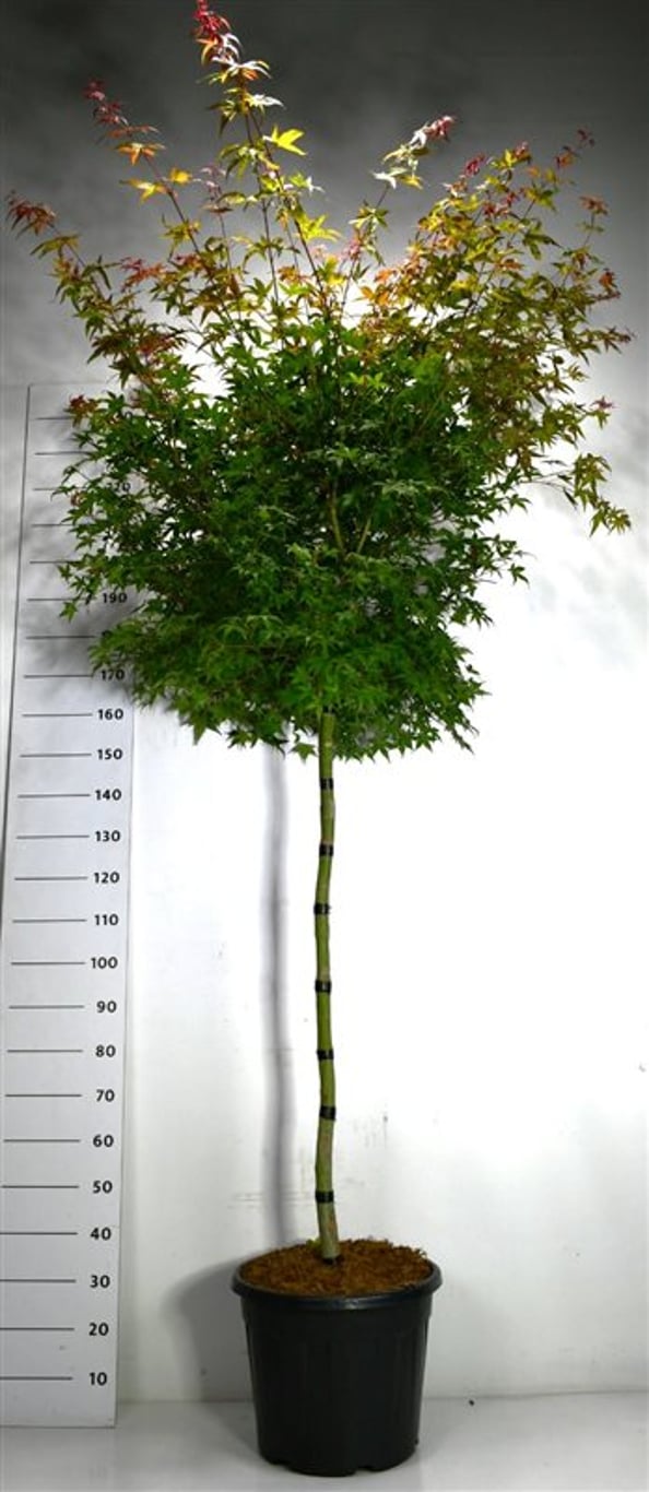 Japansk lönn – Acer palmatum &