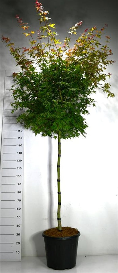 Japansk lönn – Acer palmatum &