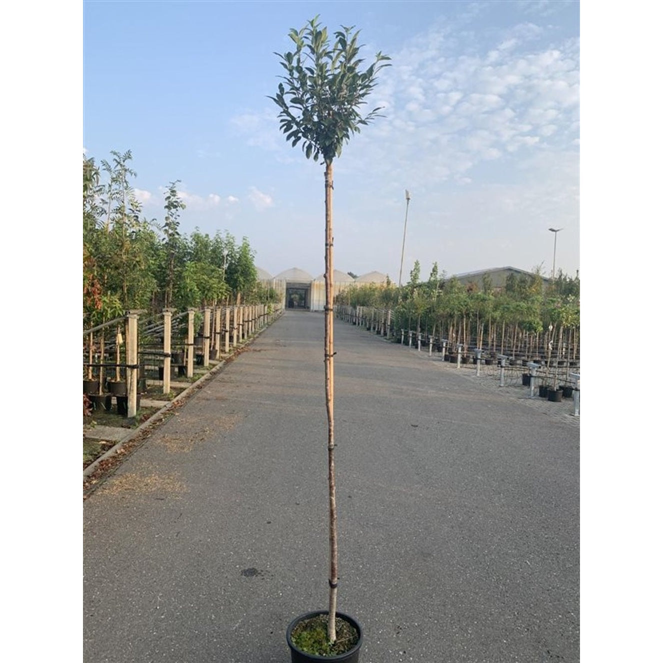 Körsbär – Prunus eminens 'Umbraculifera' - C15 8/10  180 CM Stem