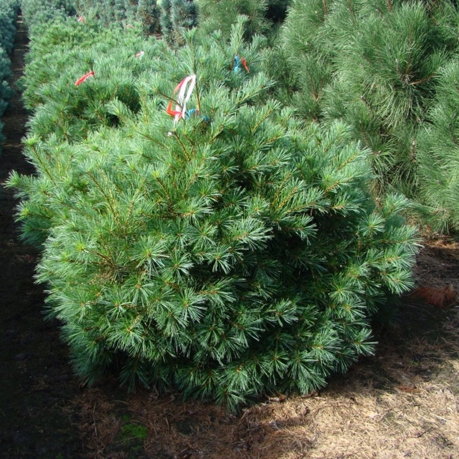 Weymouthtall – Pinus strobus 'Minima' - 100-125 CM WRB