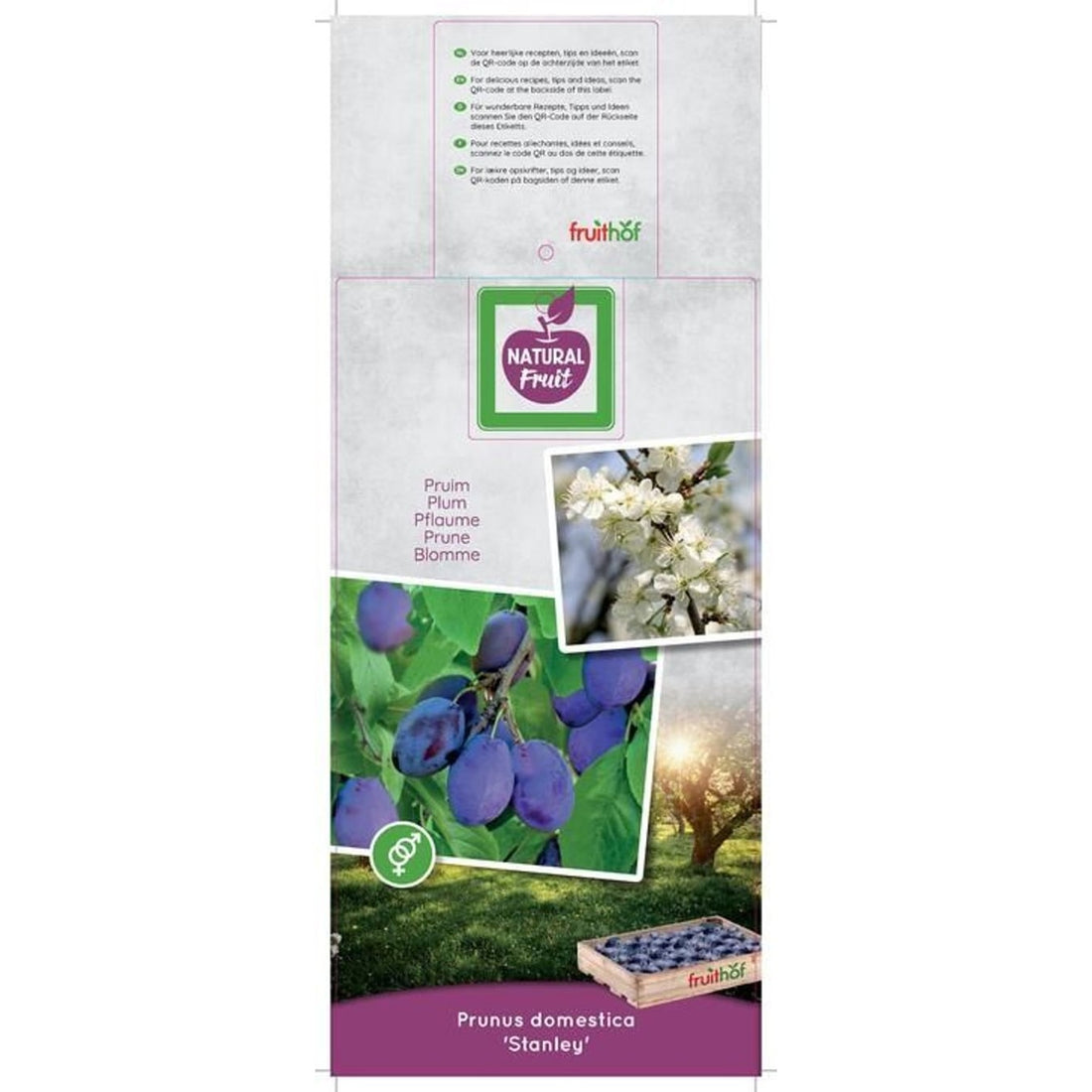 Plommon – Prunus domestica &