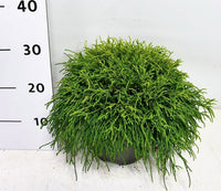 Ädelcypress – Chamaecyparis pisifera 'Sungold' - C5 30-40 cm.