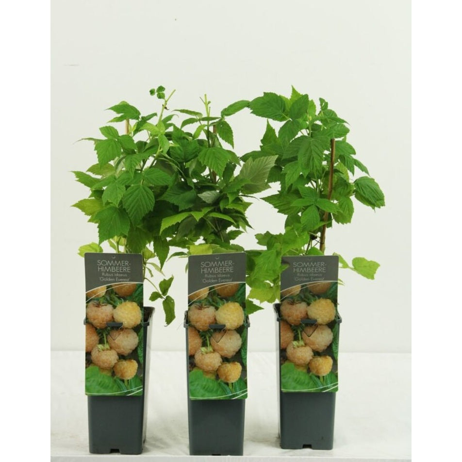Hallon – Rubus idaeus 'Golden Everest' - C2 30-40 CM
