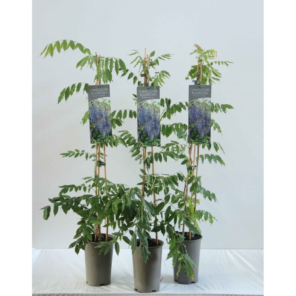 Kinesiskt blåregn – Wisteria sinensis - C2 60-80 CM Stick