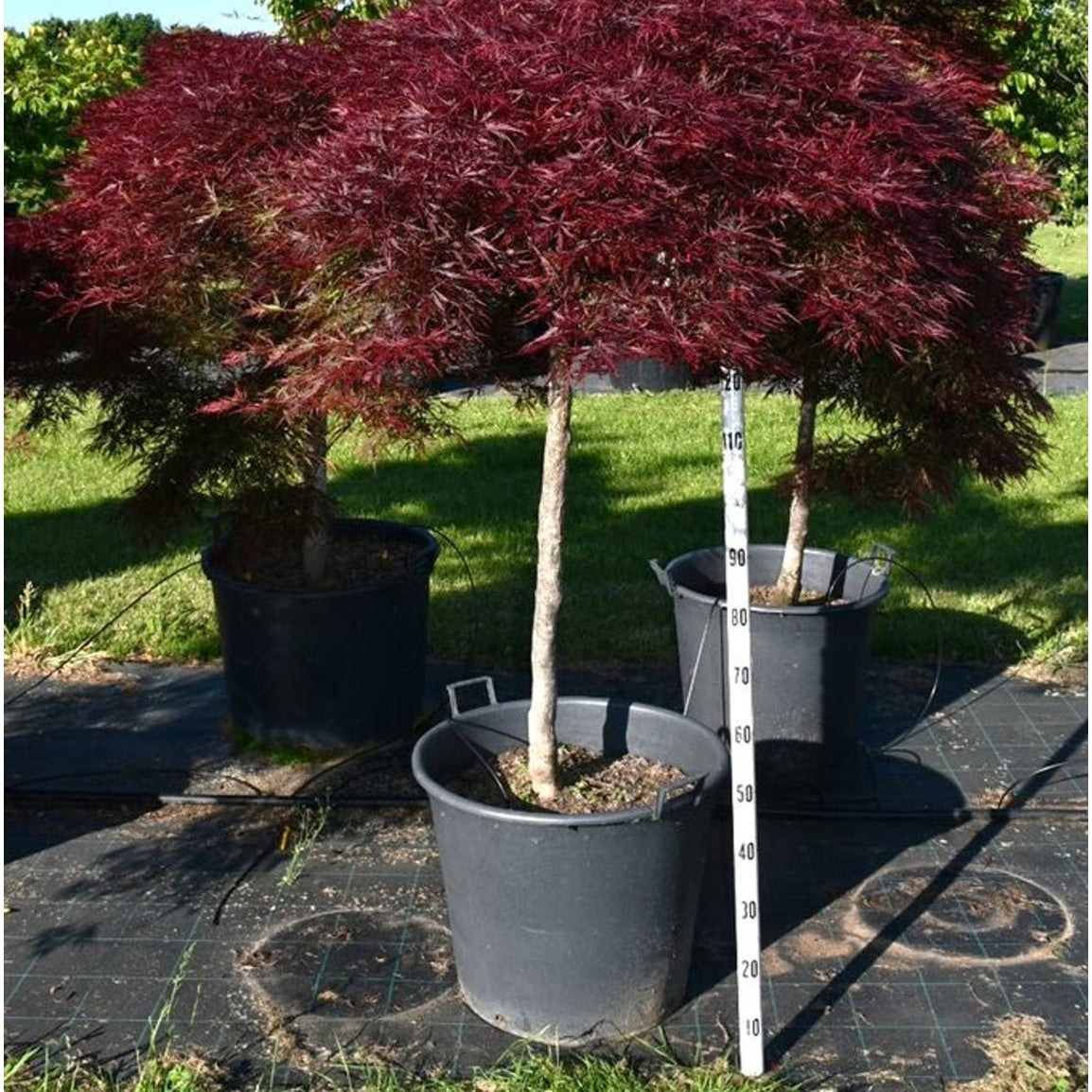 Japansk lönn – Acer palmatum 'Stella Rossa' - C130 150-175 cm.