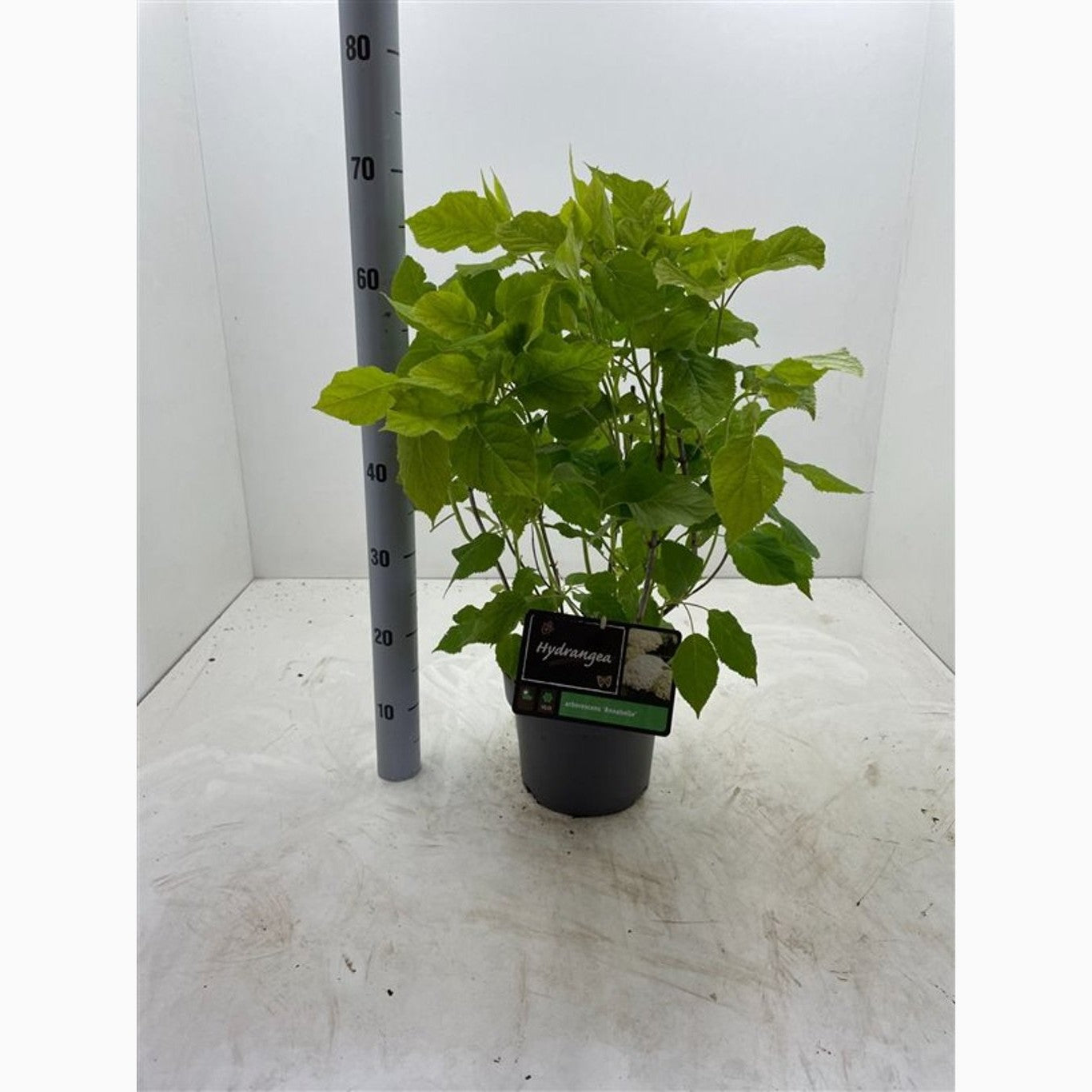 Hortensia – Hydrangea arborescens 'Annabelle' - C4