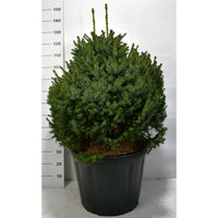 Serbgran – Picea omorika 'Nana' - C80 80-100 cm. Sol