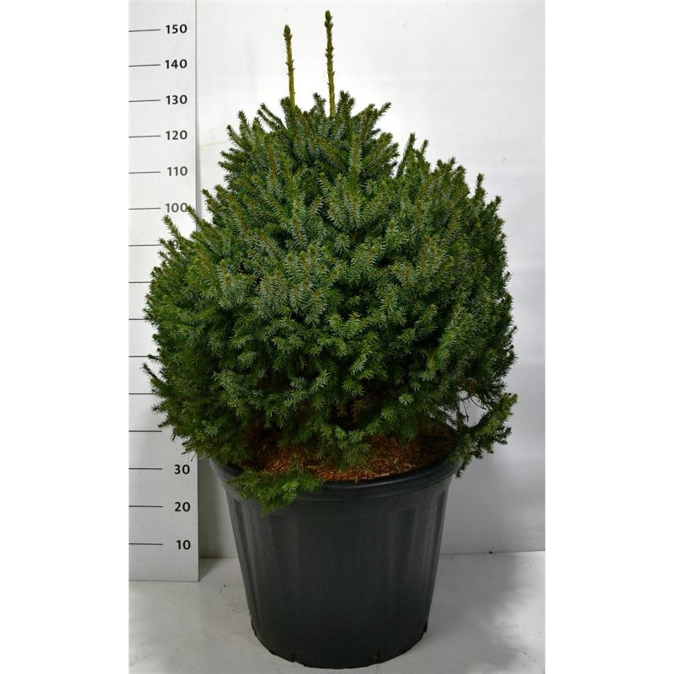 Serbgran – Picea omorika 'Nana' - C80 80-100 cm. Sol