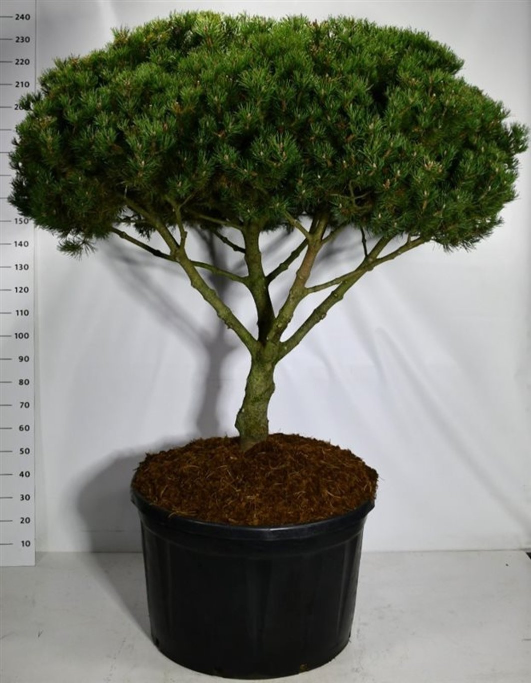 Bergtall – Pinus mugo &