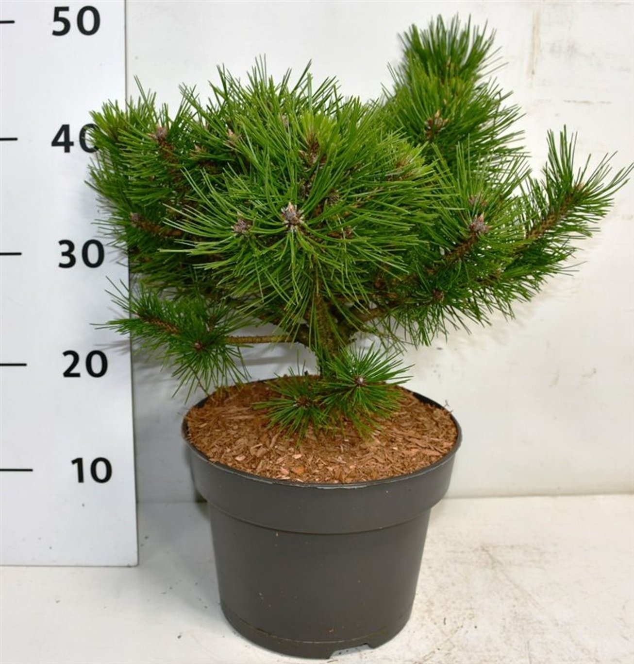 Svarttall – Pinus densiflora &