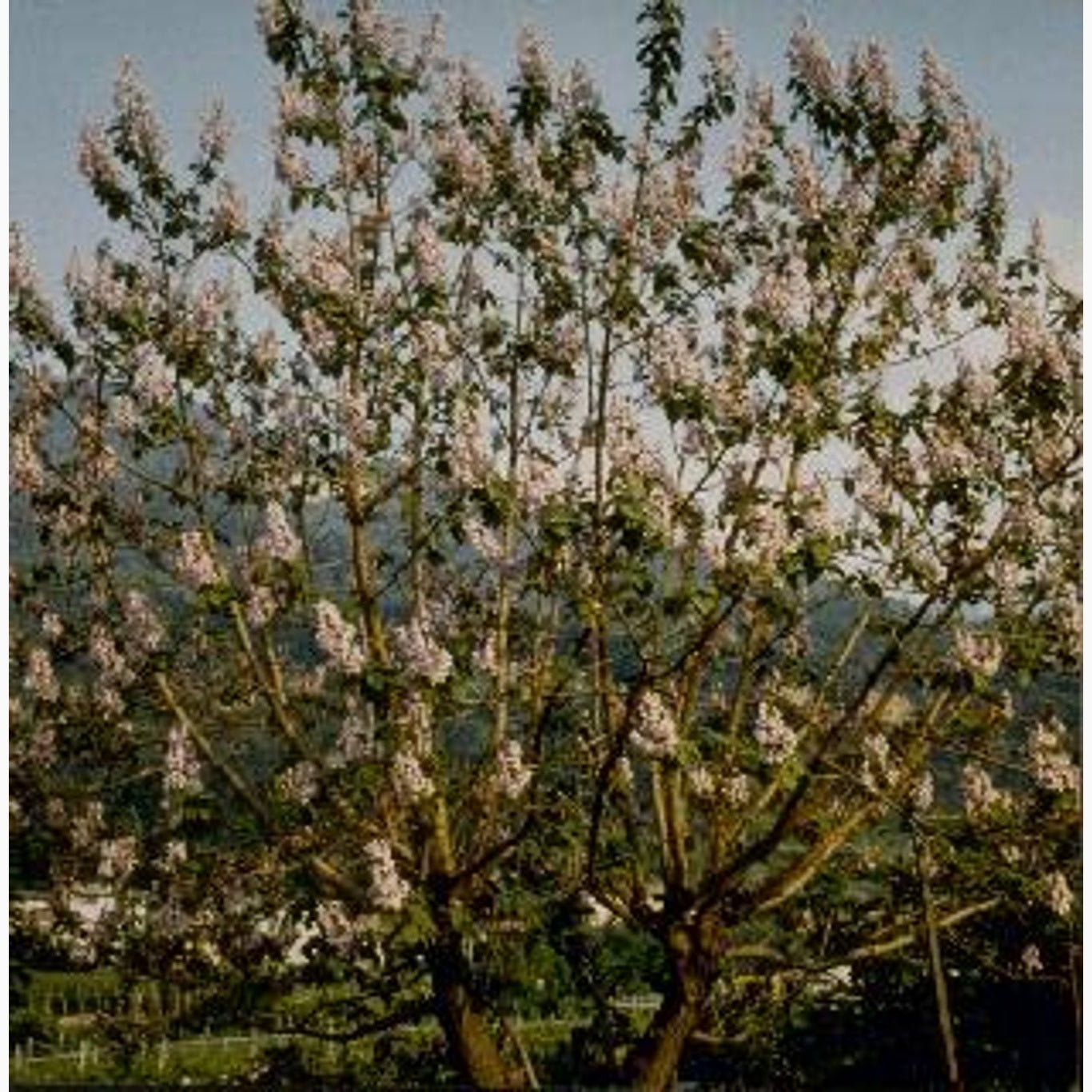 Kejsarträd – Paulownia tomentosa - Container