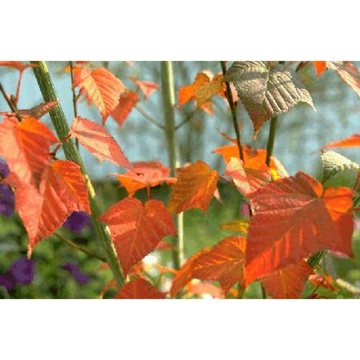 Rödgrenad lönn – Acer capillipes - C20 6/8  150 CM Stem