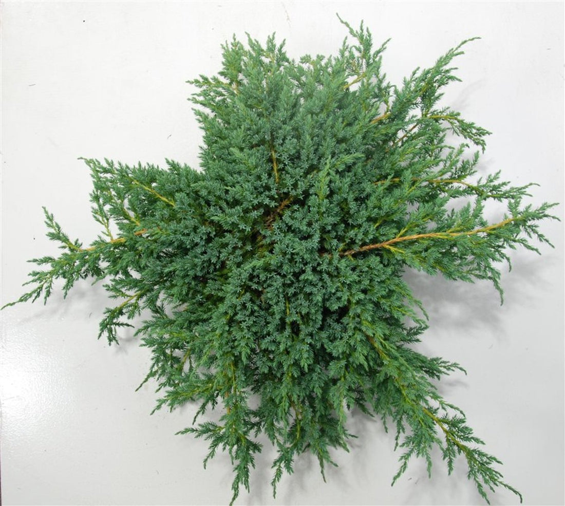 Himalaya-en – Juniperus squamata &