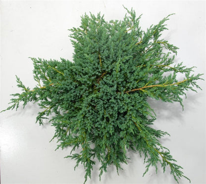 Himalaya-en – Juniperus squamata &