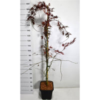 Japansk lönn – Acer palmatum 'Inaba-shidare' - C15 150-175 cm. Gestokt
