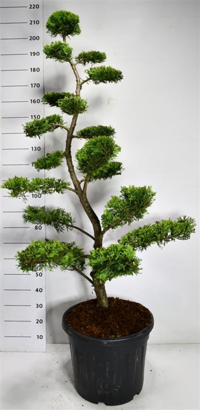 Cypresscypress – Cupressocyparis leylandii &