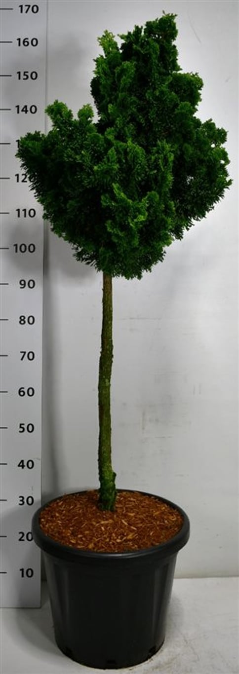 Ädelcypress – Chamaecyparis obtusa 'Nana Gracilis' - C25 70 cm. Stam