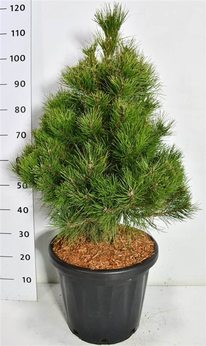 Svarttall – Pinus nigra &