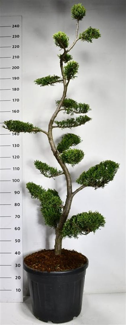 Cypresscypress – Cupressocyparis leylandii &