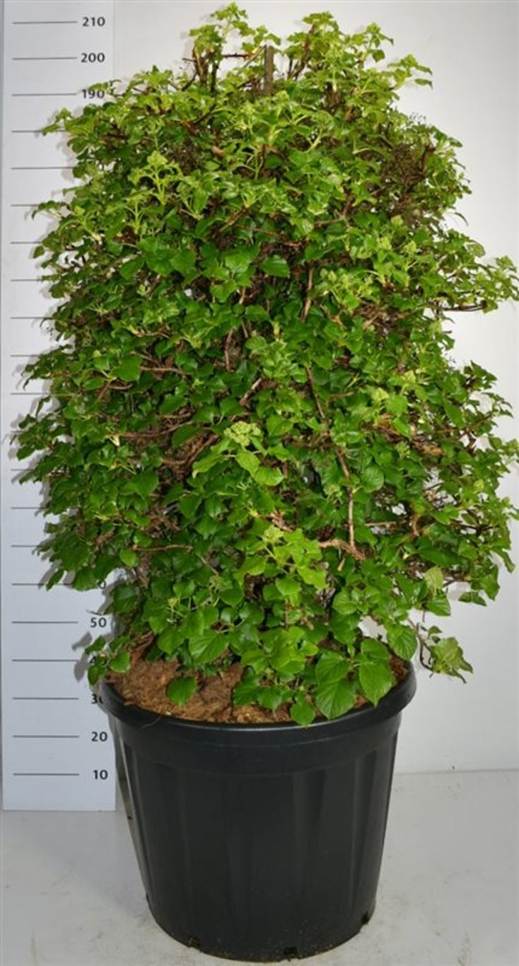 Klätterhortensia – Hydrangea petiolaris - C130 120-140 cm. Sol