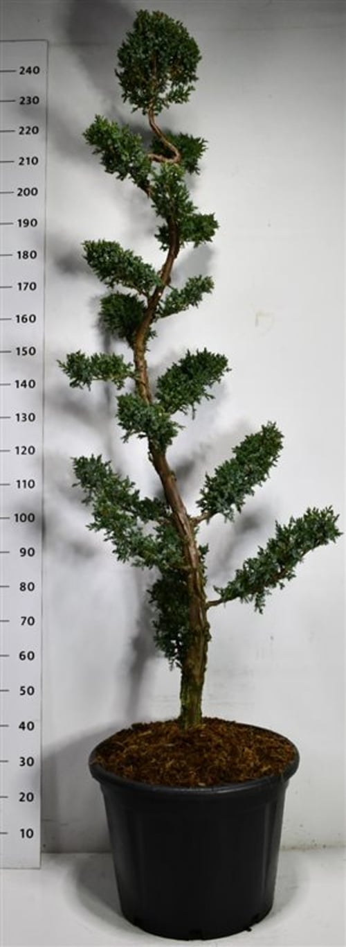 Kinesisk en – Juniperus chinensis &