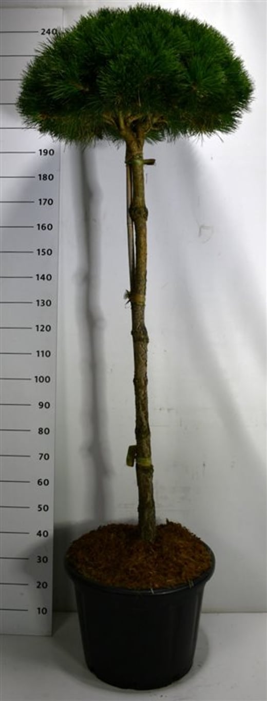 Svarttall – Pinus nigra &