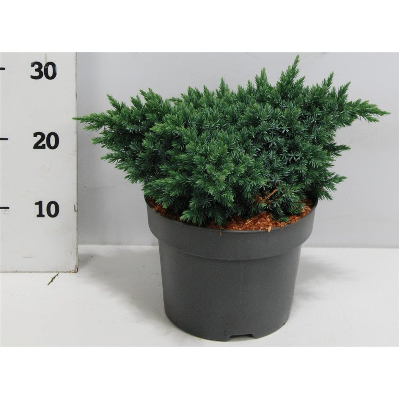 Fjäll-en – Juniperus squamata 'Blue Star' - C5 25-30 CM