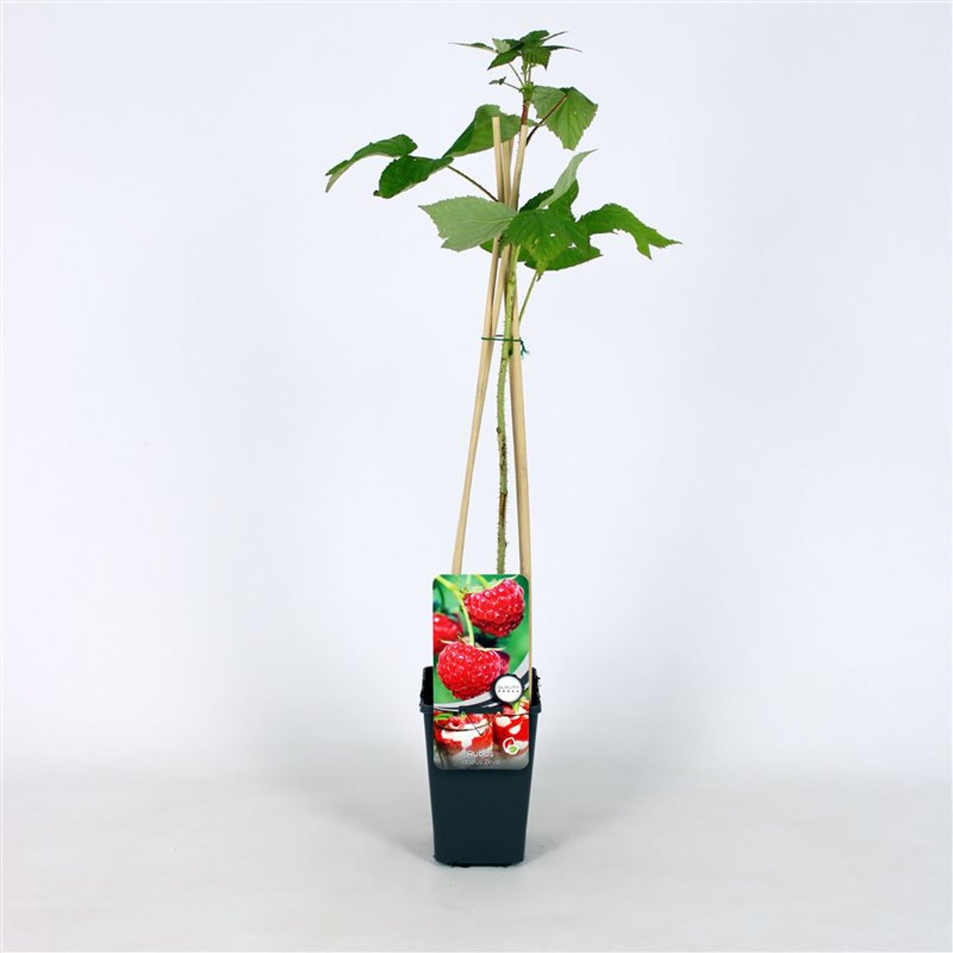 Hallon – Rubus idaeus 'Zeva' - C2 70/+ CM