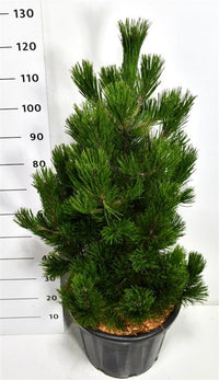 Balkantall – Pinus heldreichii 'Little Dracula' - C35 80-100 cm.