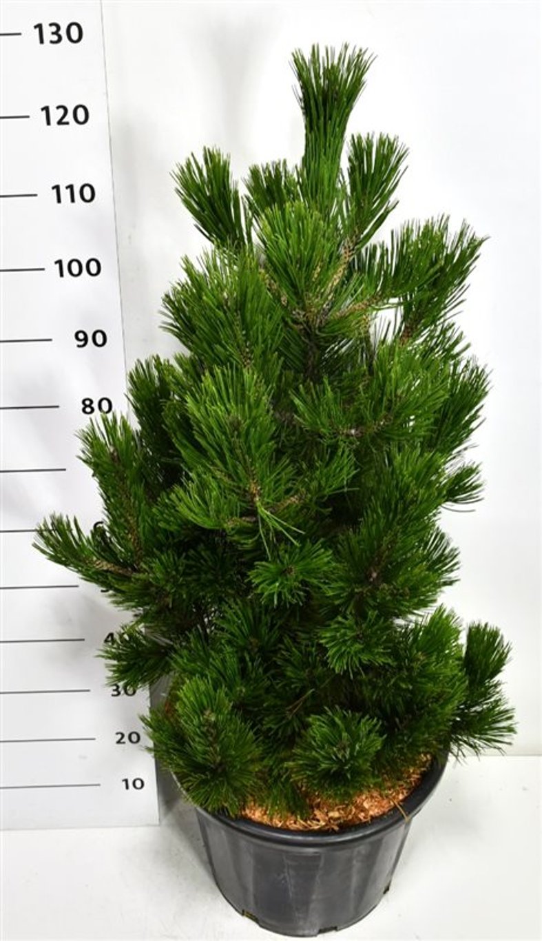 Balkantall – Pinus heldreichii 'Little Dracula' - C35 80-100 cm.