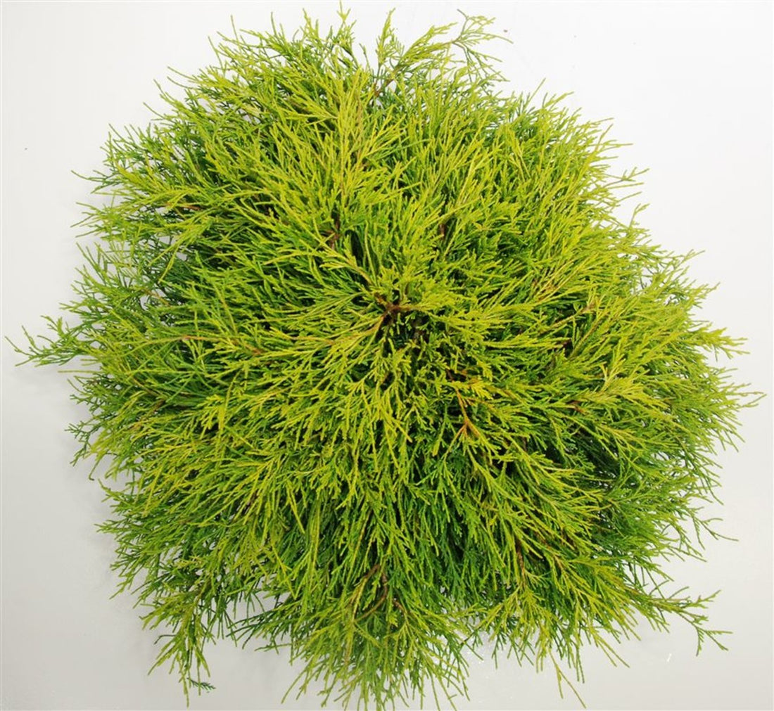 Ädelcypress – Chamaecyparis pisifera &