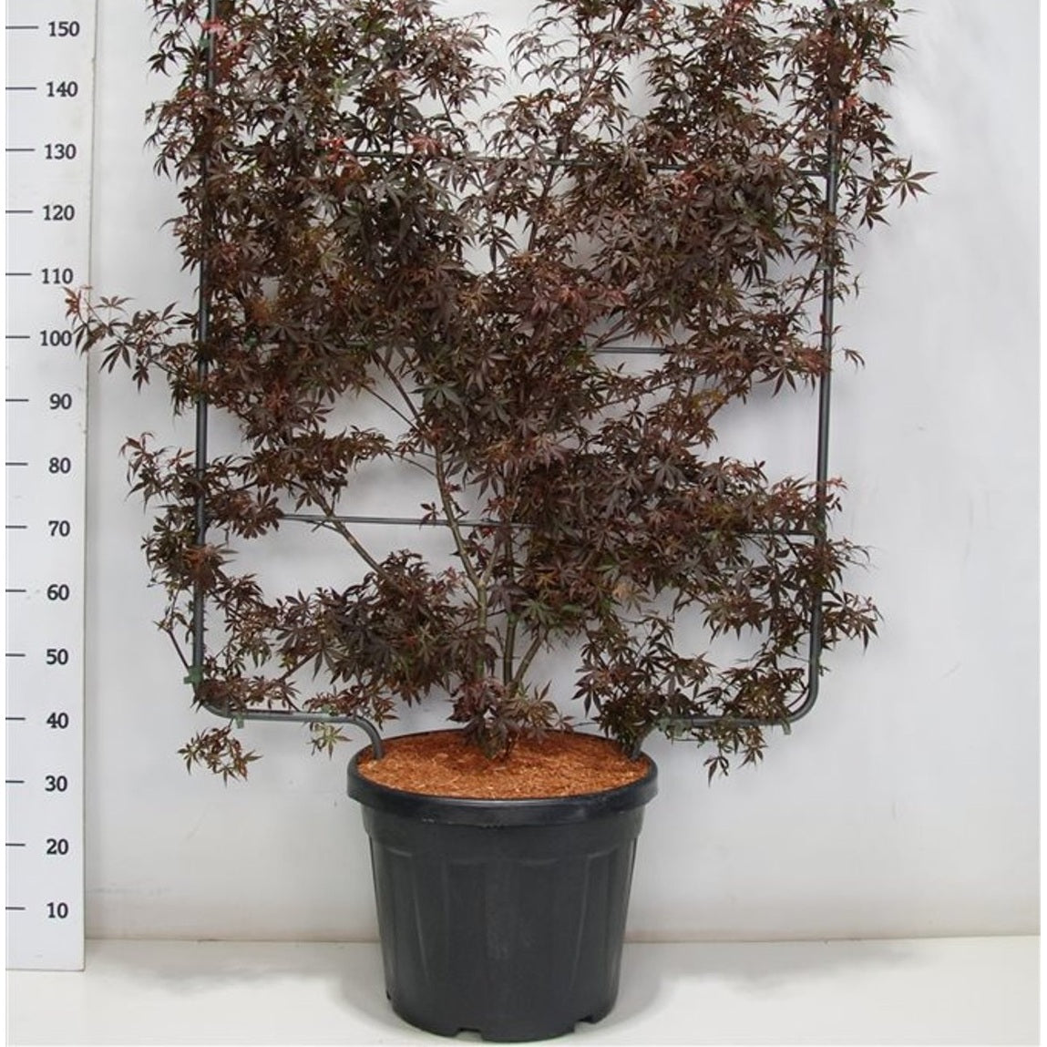 Japansk lönn – Acer palmatum 'Skeeter's Broom' - C45 120 cm. Scherm