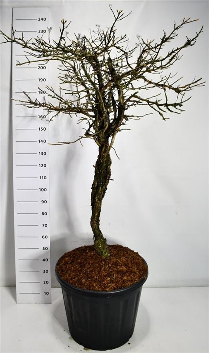 Klätterhortensia – Hydrangea petiolaris - C130 80 cm. Stam