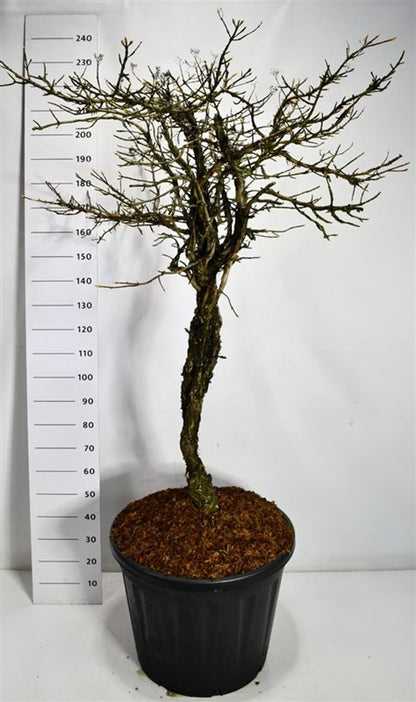 Klätterhortensia – Hydrangea petiolaris - C130 80 cm. Stam