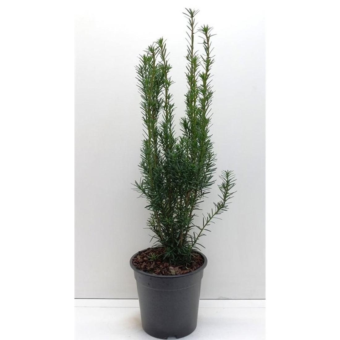 Hybrididegran – Taxus media &