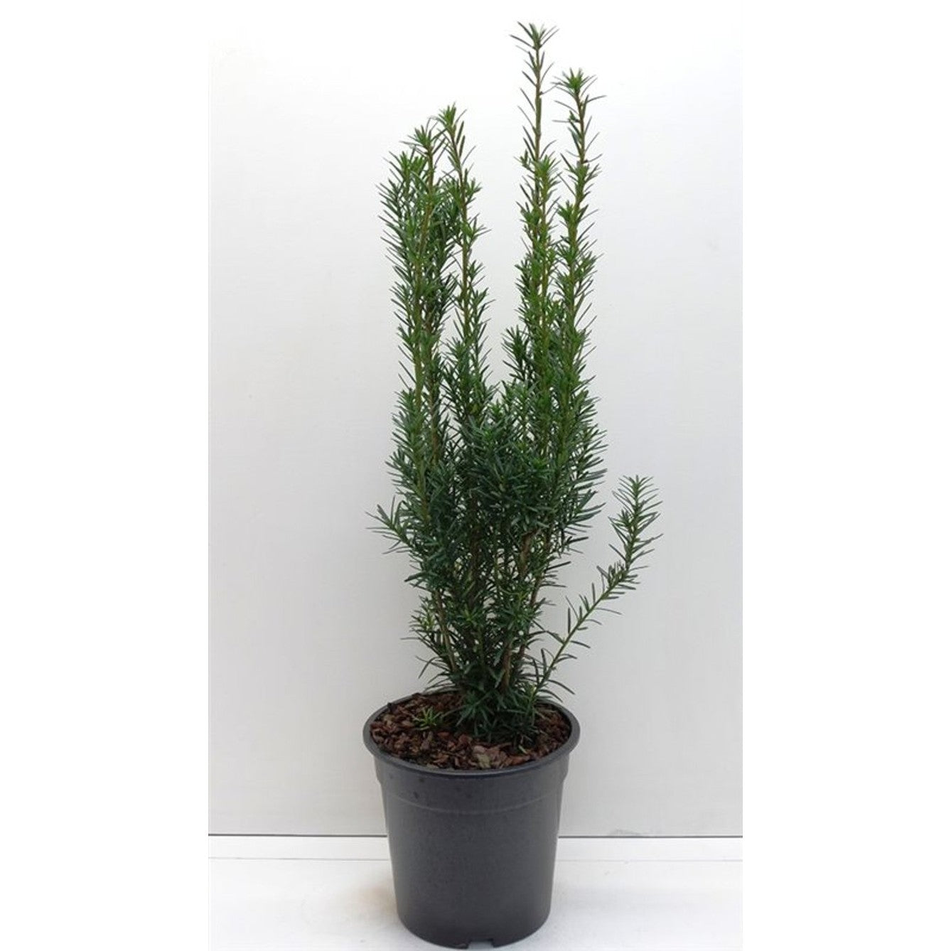 Hybrididegran – Taxus media &