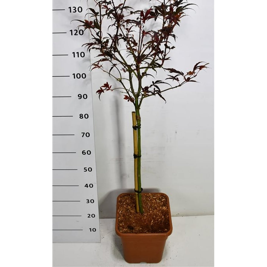 Japansk lönn – Acer palmatum 'Skeeter's Broom' - C15 60 cm. Stam