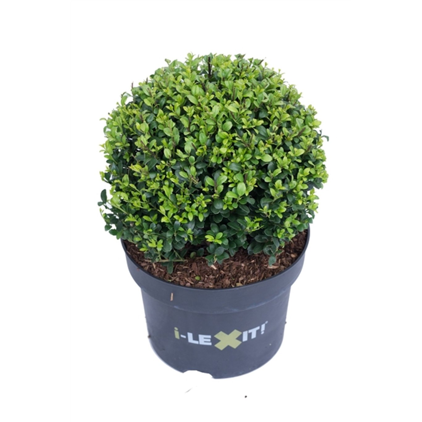 Japansk järnek – Ilex crenata 'Dark Green'® - 25 CM Ball Cont.