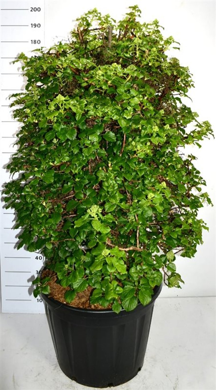 Klätterhortensia – Hydrangea petiolaris - C130 120-140 cm. Sol