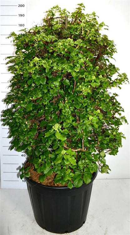 Klätterhortensia – Hydrangea petiolaris - C130 120-140 cm. Sol