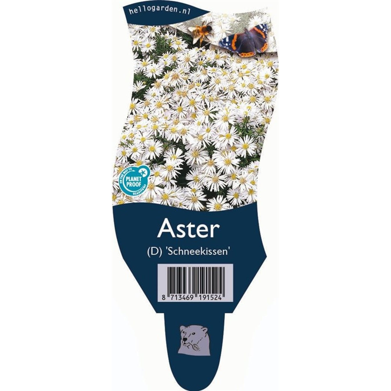 Höstaster – Aster (D); 'Schneekissen' - P11