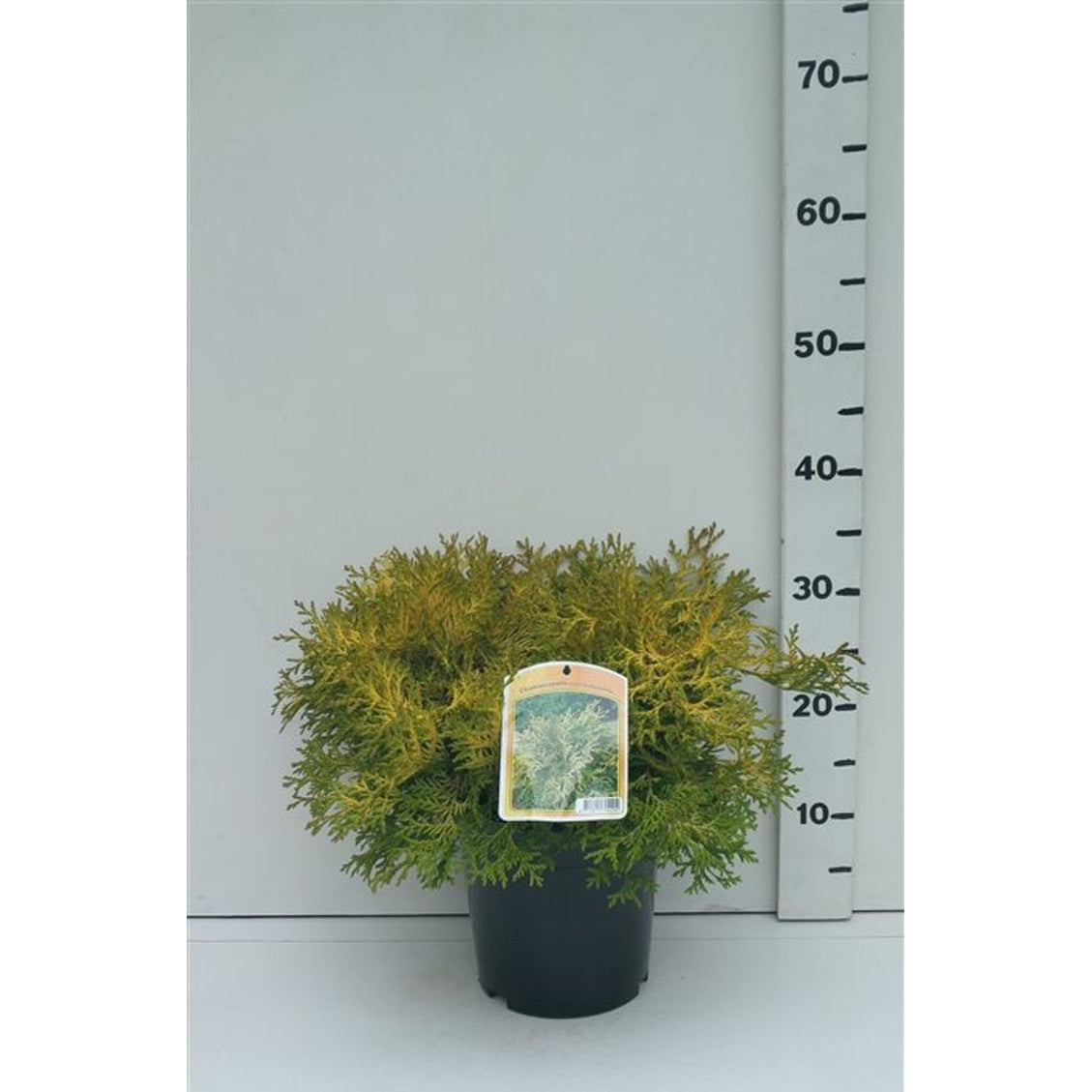 Ädelcypress – Chamaecyparis obtusa 'Kamarachiba' - C3 25-30 CM