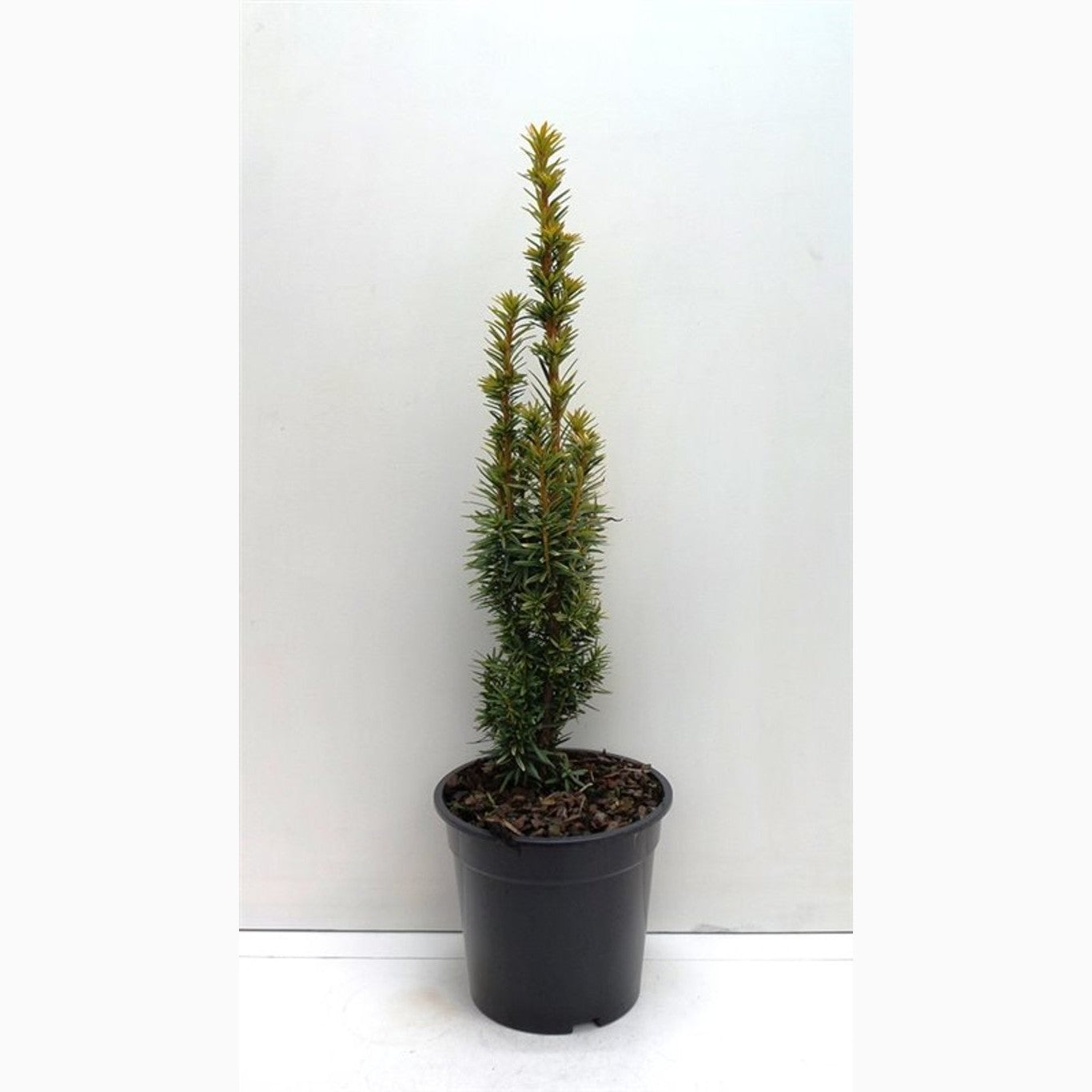 Idegran – Taxus baccata 'David' - C3 40-50 CM